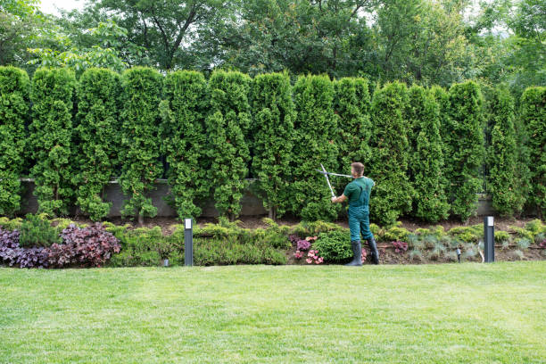  San Antonio Heights, CA Tree Services Pros