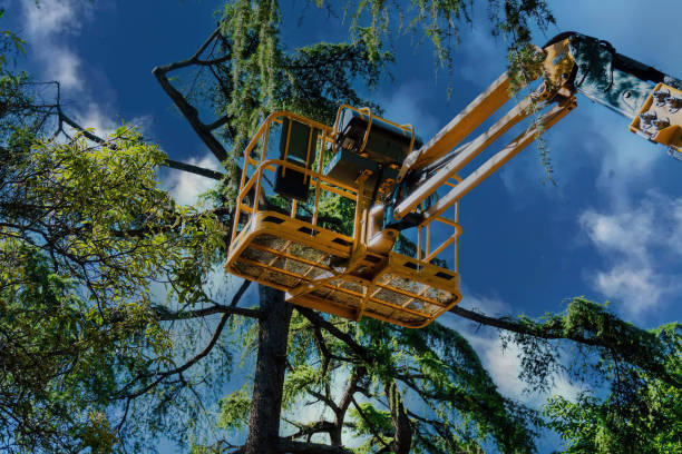 Best Firewood Processing and Delivery  in San Antonio Heights, CA