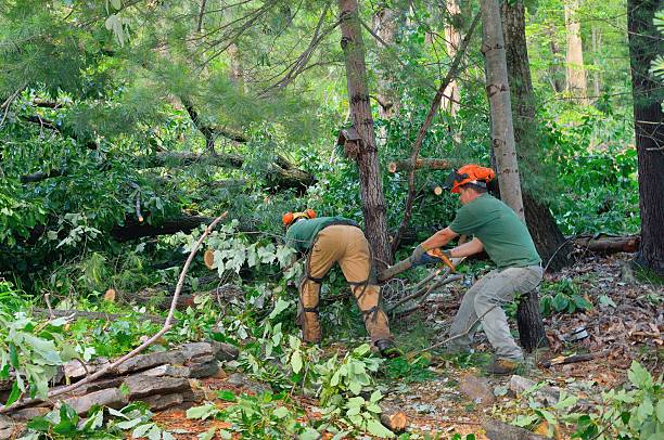 Best Tree Removal  in San Antonio Heights, CA