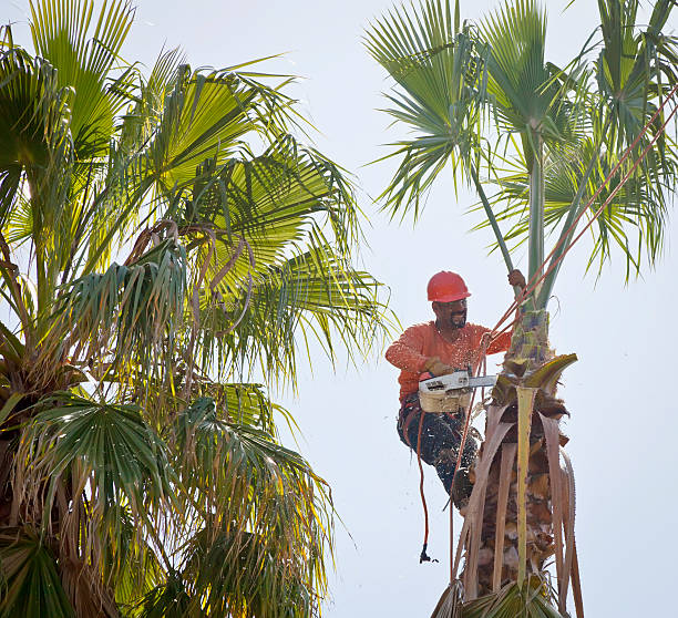Best Storm Damage Tree Cleanup  in San Antonio Heights, CA
