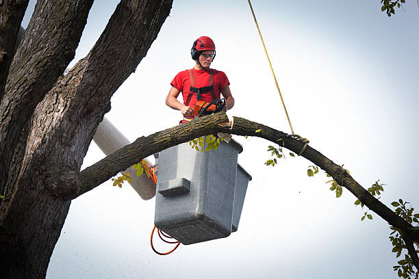 How Our Tree Care Process Works  in  San Antonio Heights, CA